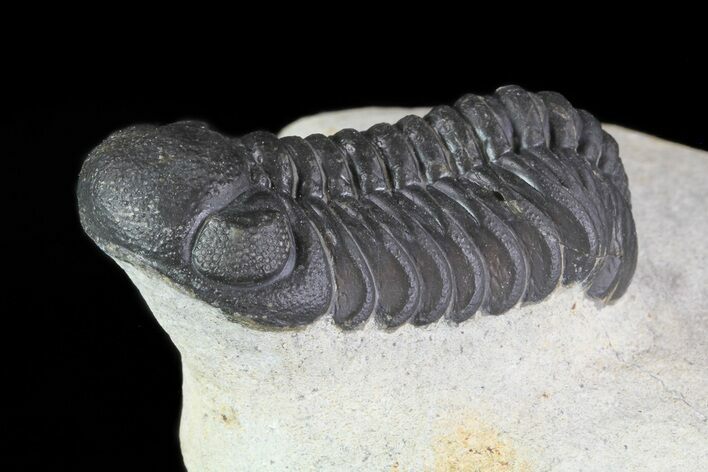 Austerops Trilobite - Ofaten, Morocco #70074